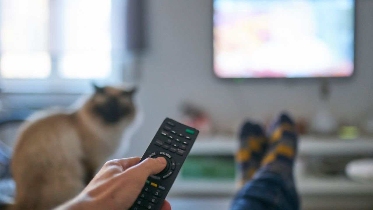 filmnézés cicával, fotó: Getty Images