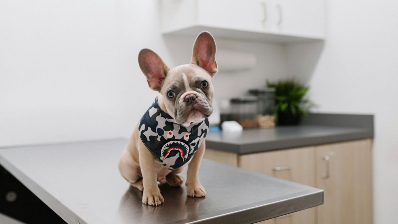 Kutya az állatorvosnál, fotó: Unsplash