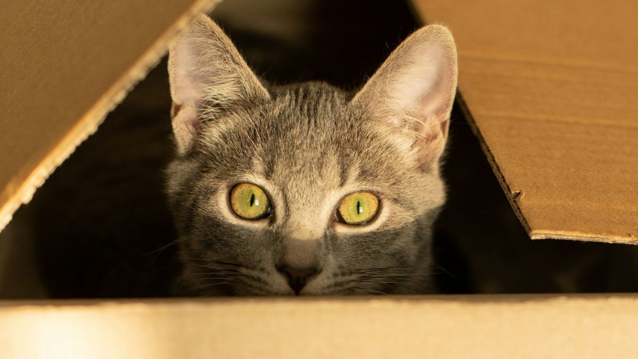 cica a dobozban, fotó: Unsplash