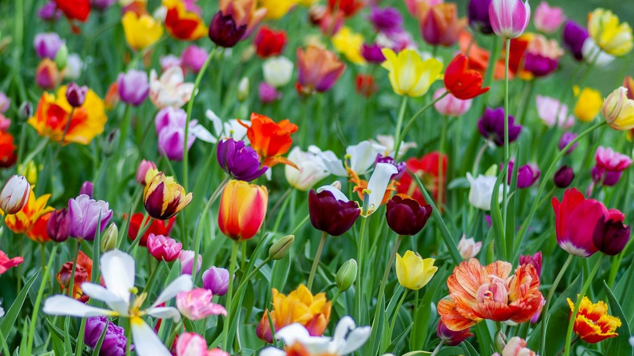 tavaszi virágok, fotó: Unsplash