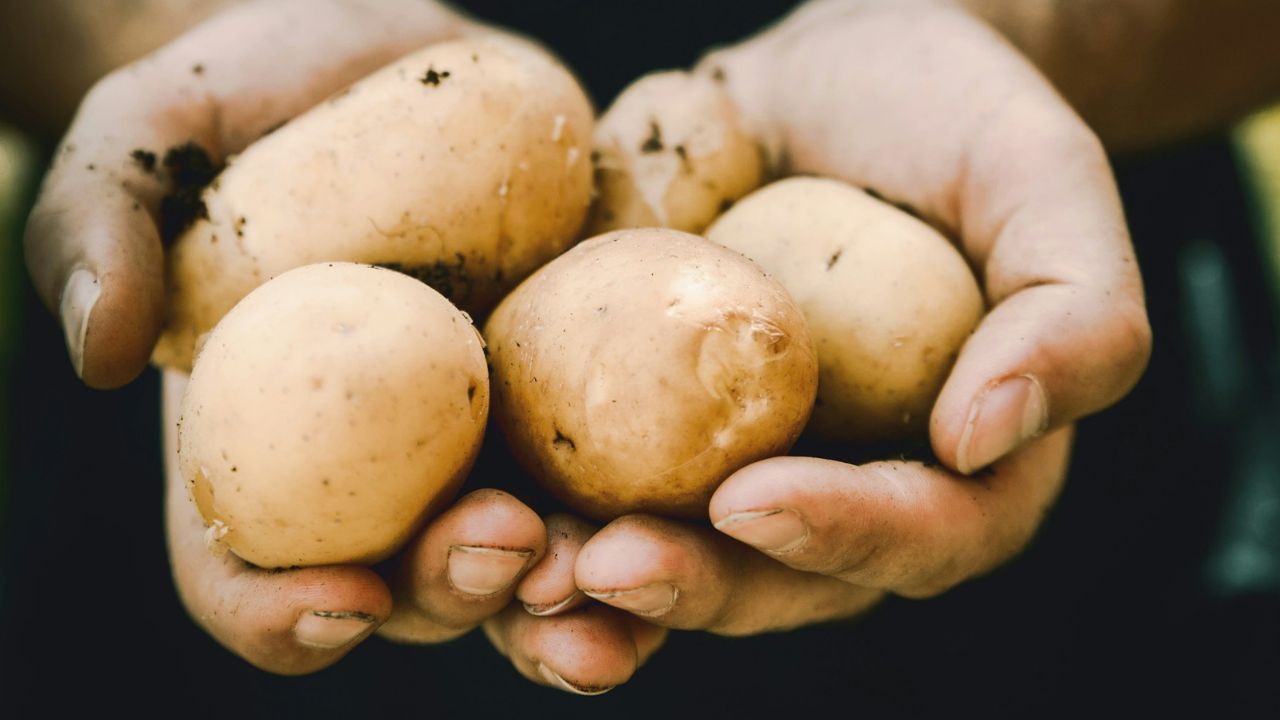 krumpli, fotó: Unsplash