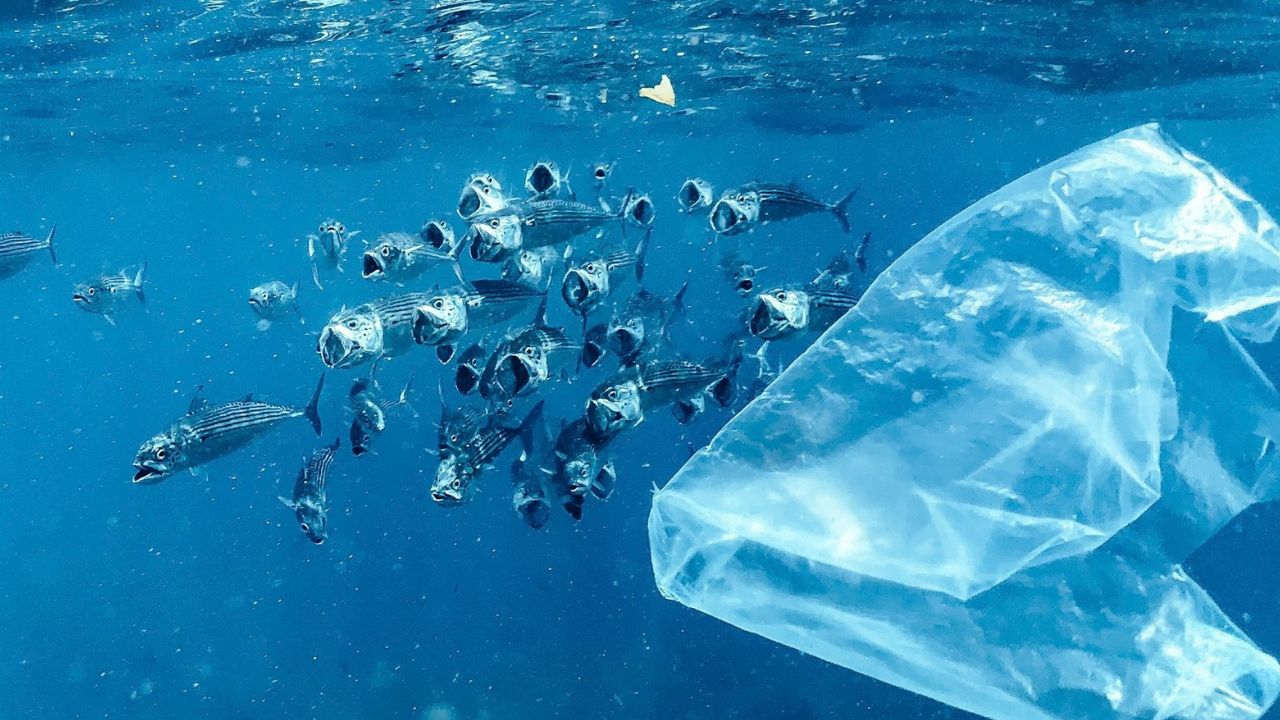 halak és műanyag a tengerben, fotó: Unsplash