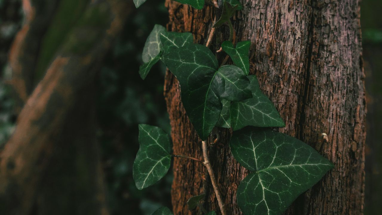 borostyán a fatörzsön, fotó: Unsplash