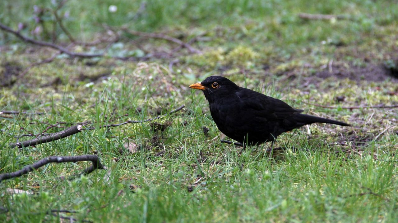 rigó a kertben, fotó: Unsplash