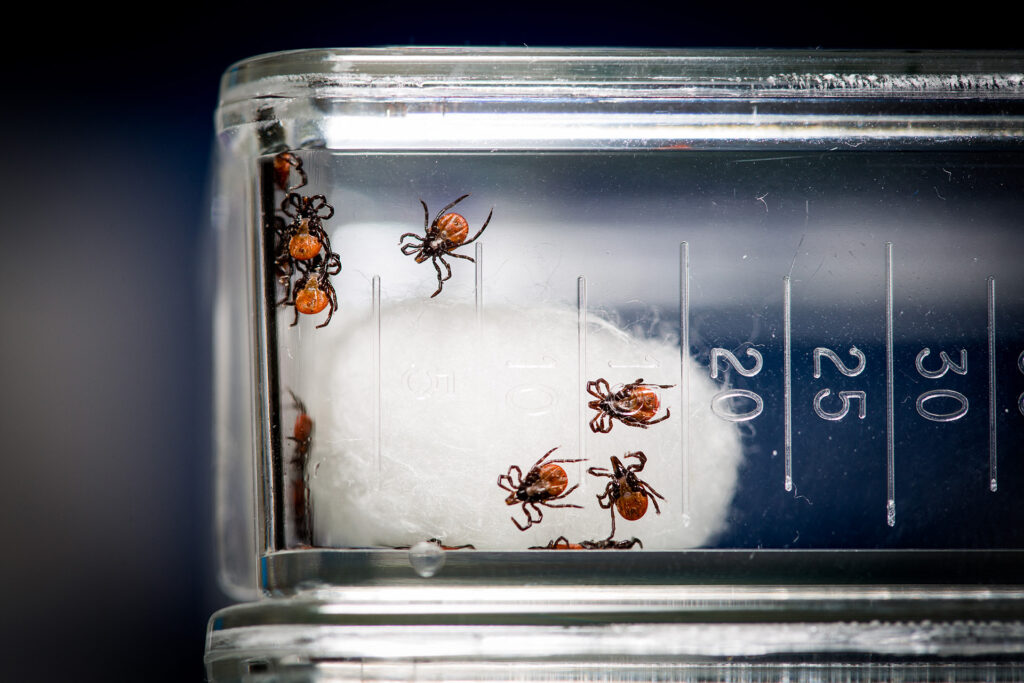 Nyakunkon a kullancsszezon! Lyme-kór: „a folt megjelenése alapján szinte minden esetben felismerhető a fertőzés”