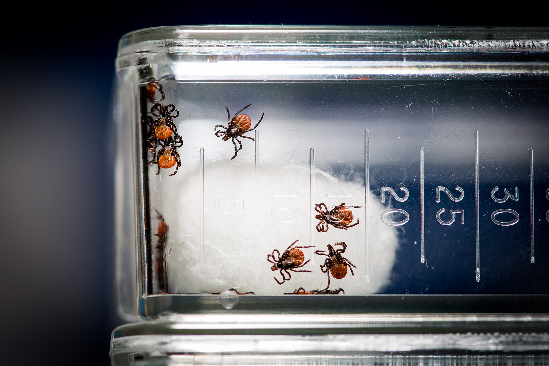 Nyakunkon a kullancsszezon! Lyme-kór: „a folt megjelenése alapján szinte minden esetben felismerhető a fertőzés”