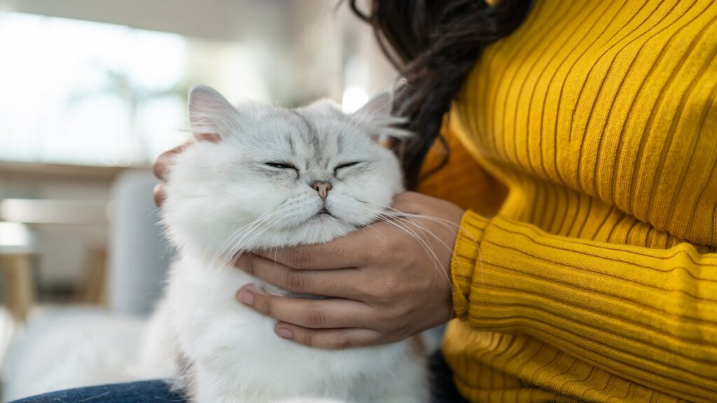 Sárga pulcsis nő macskát simogat