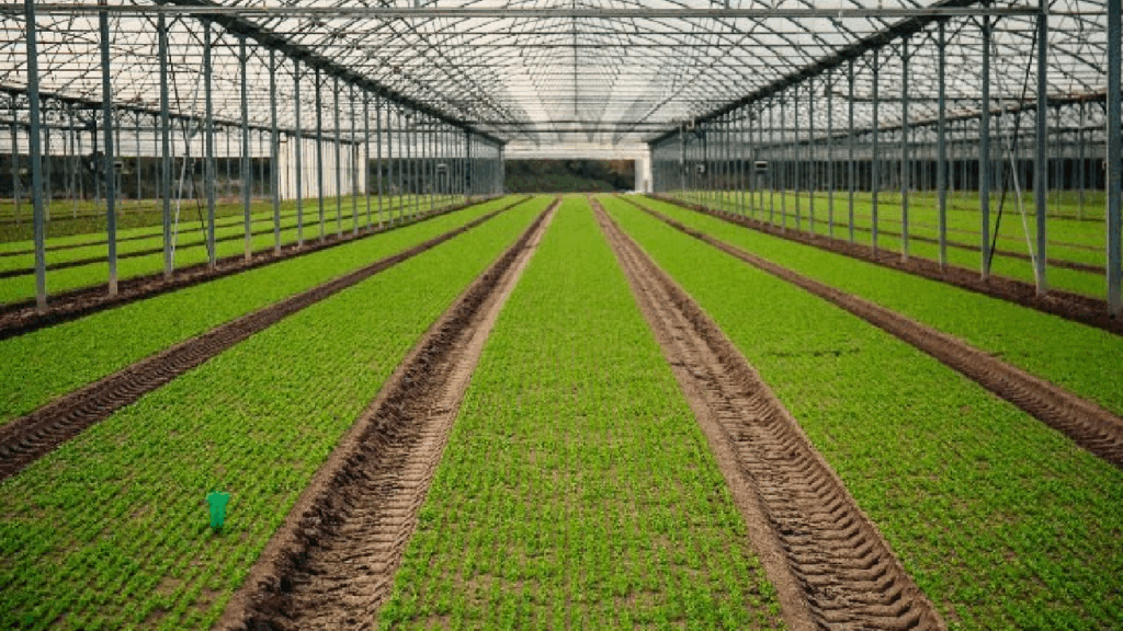 Nemzetközi fenntarthatósági elismerést szerzett a Bonduelle