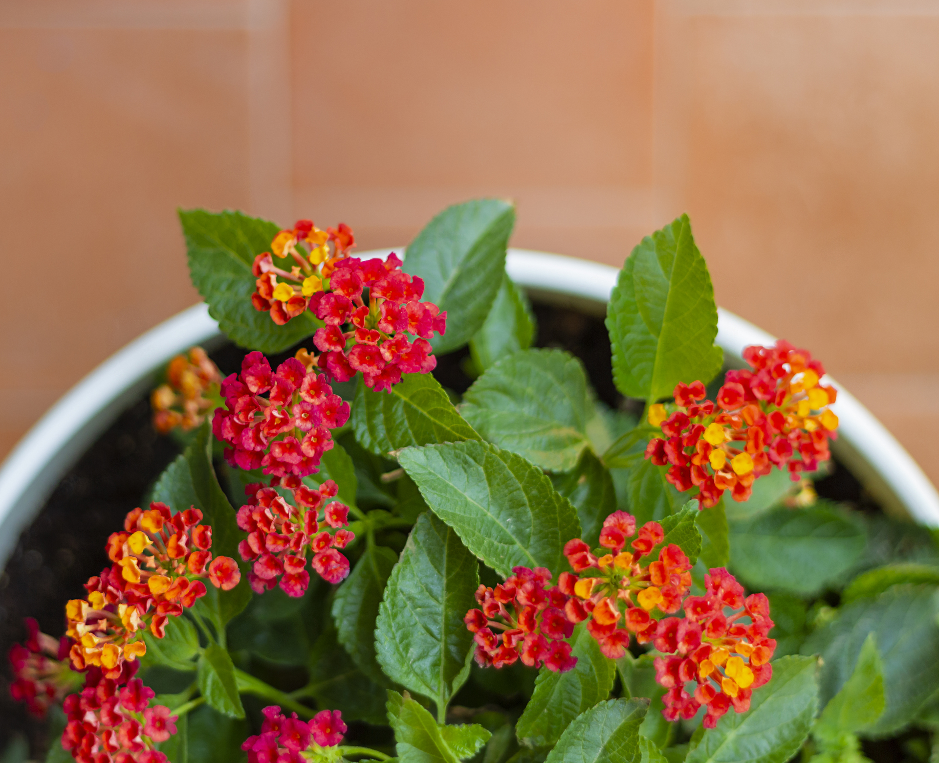 Verbena