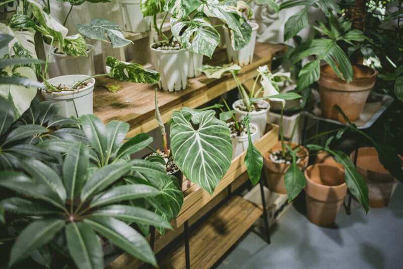 Virágcserép helyett: új trend terjed, erre a megoldásra váltanak most sokan