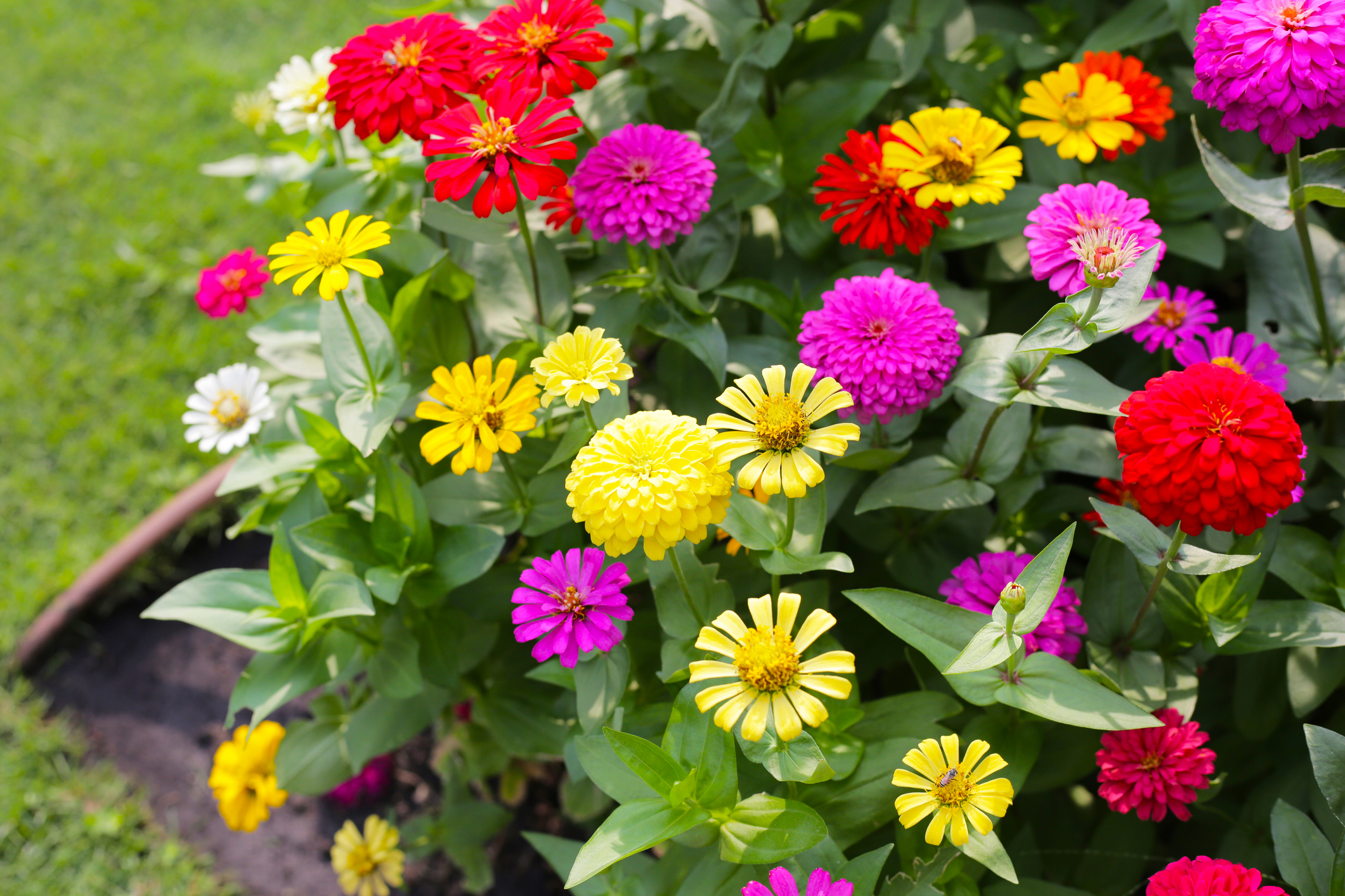 Zinnia
