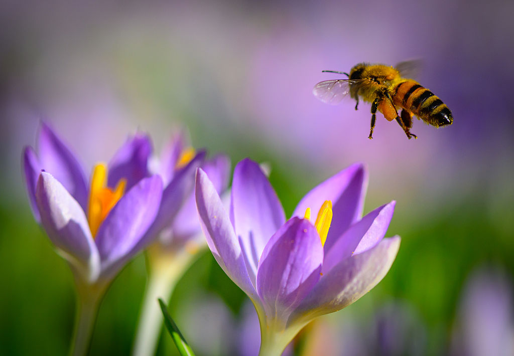 tanösvényen növény