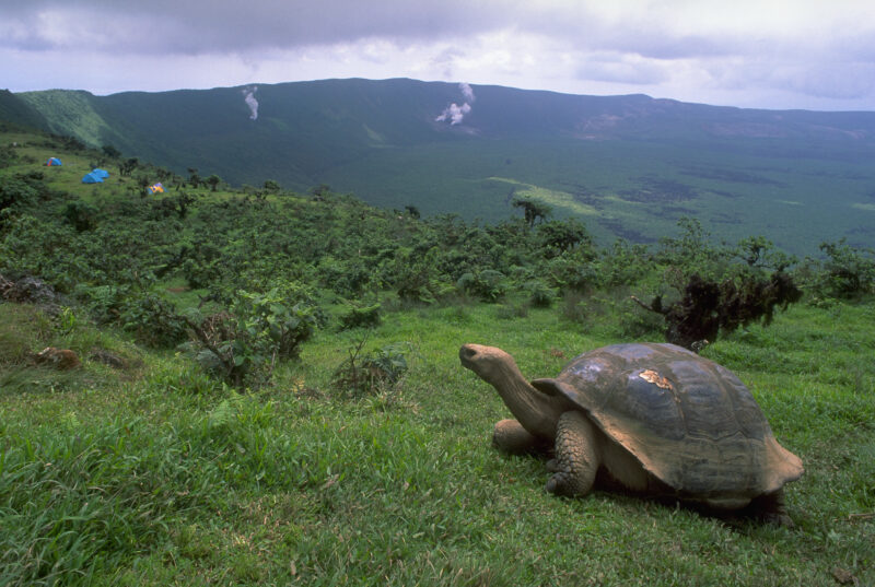 150 évvel a kihalás után tér vissza ez az állat az eredeti élőhelyére – óriási természetvédelmi siker