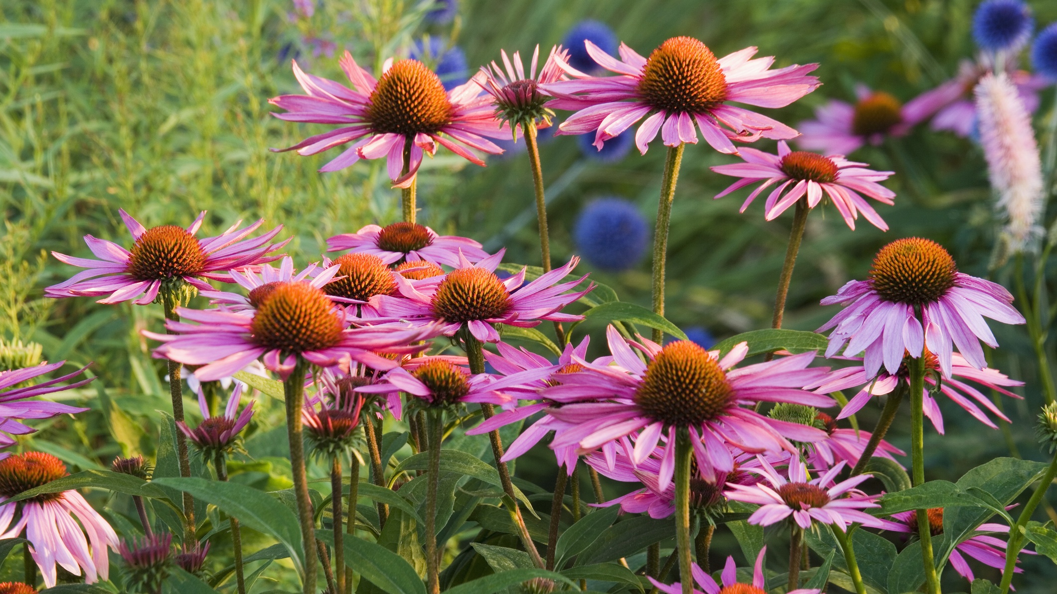 Még március vége előtt ültesd el ezt a virágot – gyönyörű lesz a kerted és erkélyed!