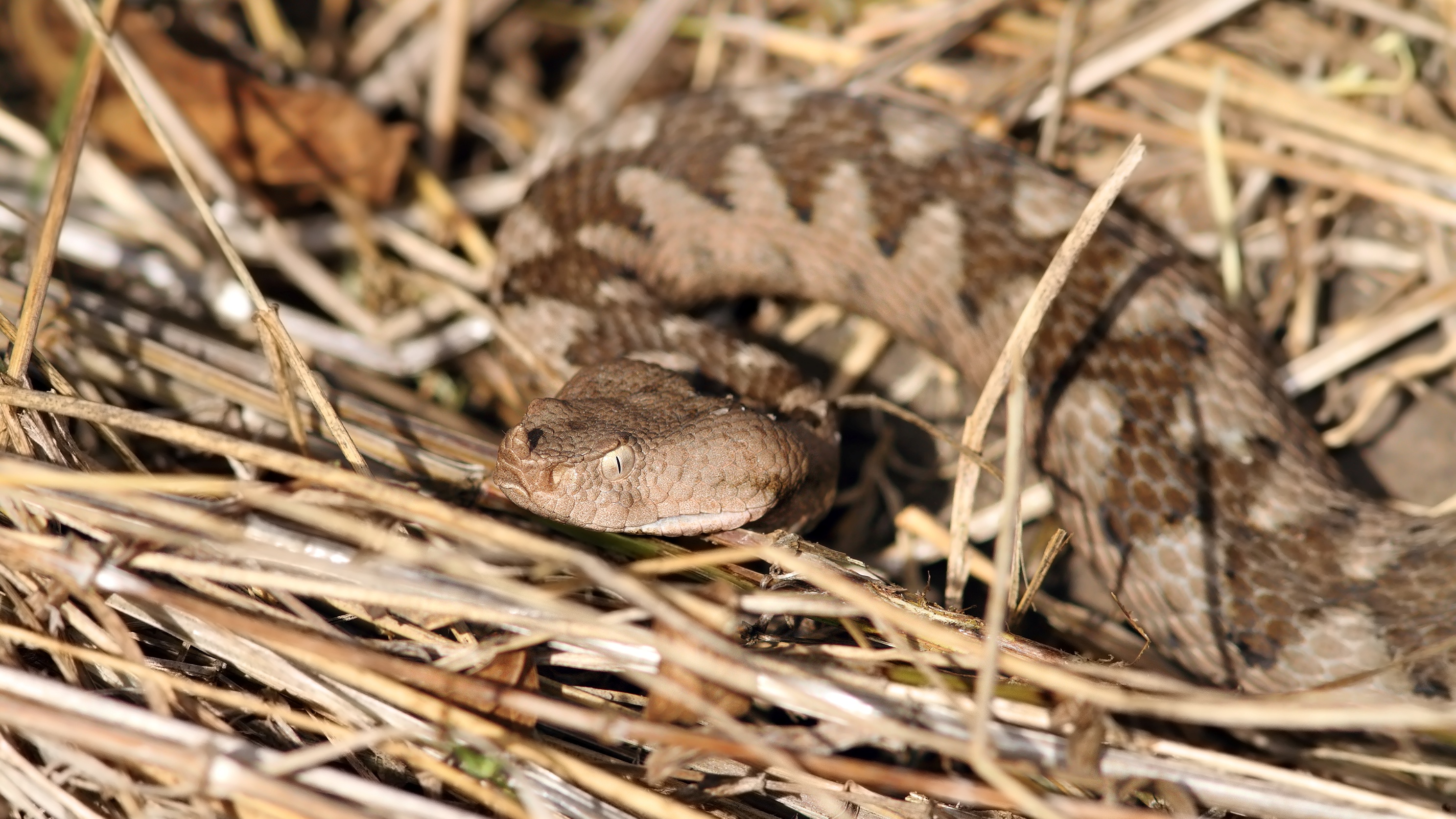 Ezen a horvátországi helyen hemzsegnek a keresztes viperák: „Ha ezt látod, a fészkük nagyon közel van”