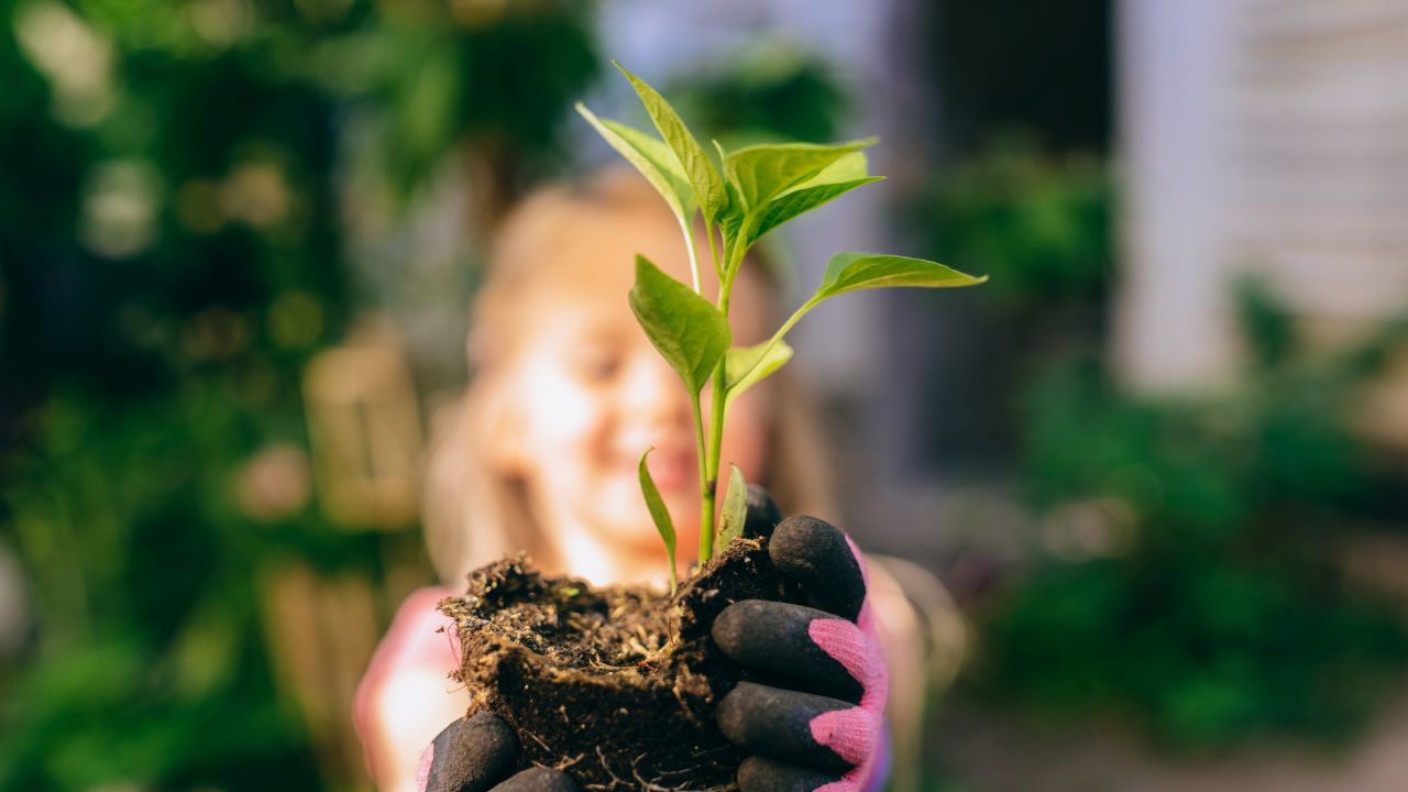 Ezért pusztul el sok palánta már az elején – Így mentheted meg őket