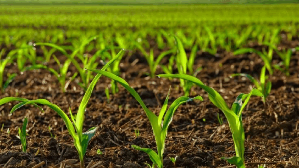 Nemzetközi fenntarthatósági elismerést szerzett a Bonduelle