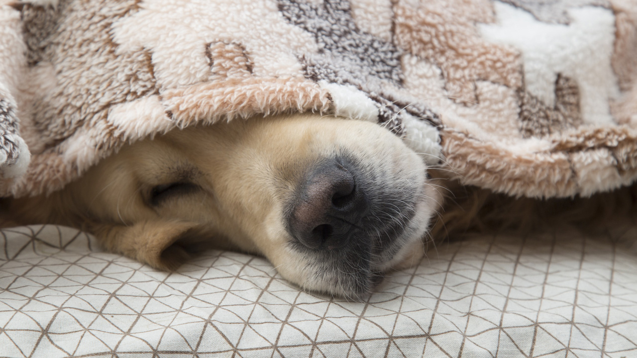 kutya, fotó: Getty Images