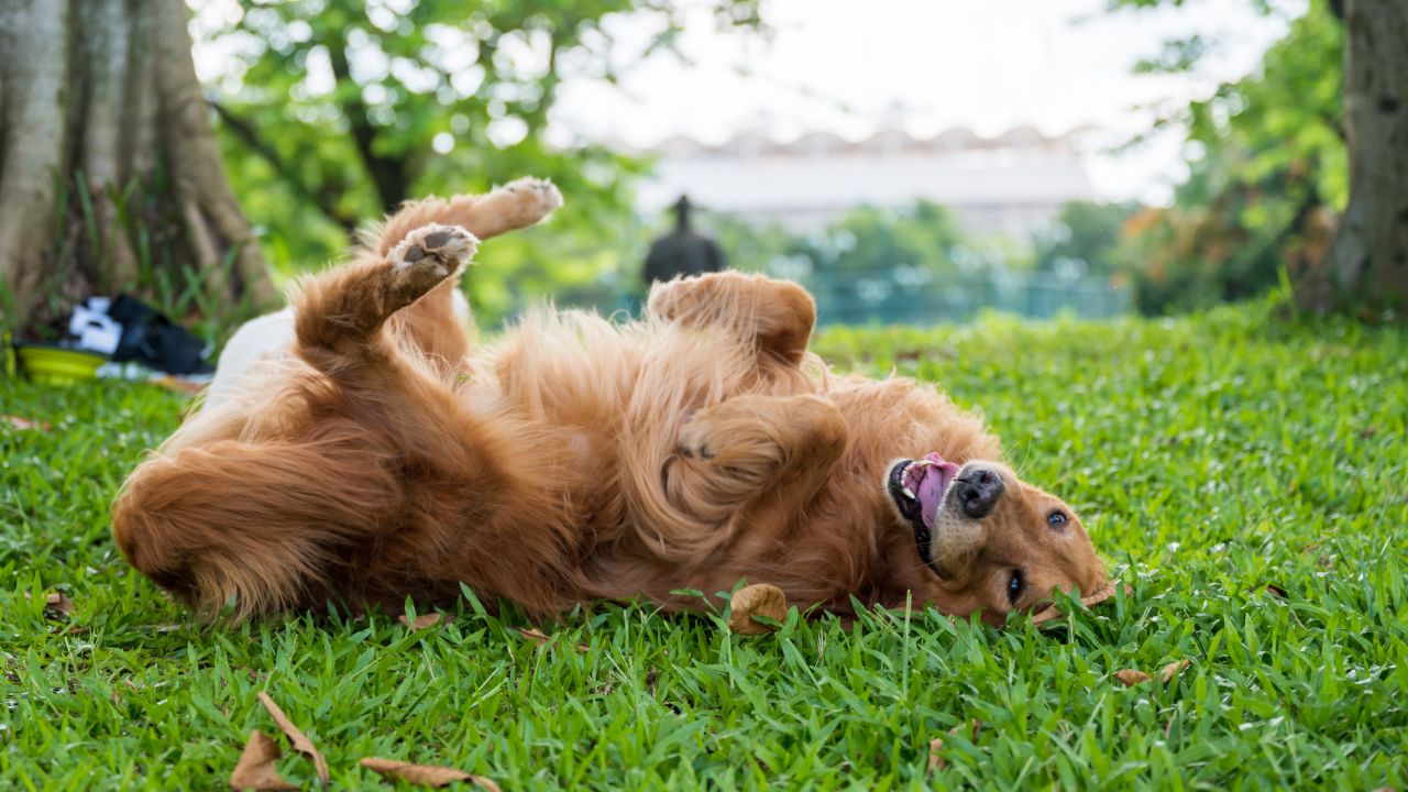 Mit jelent, ha a kutyád hempergőzik a büdös dolgokban? 6 ősi ösztön, ami ma is él