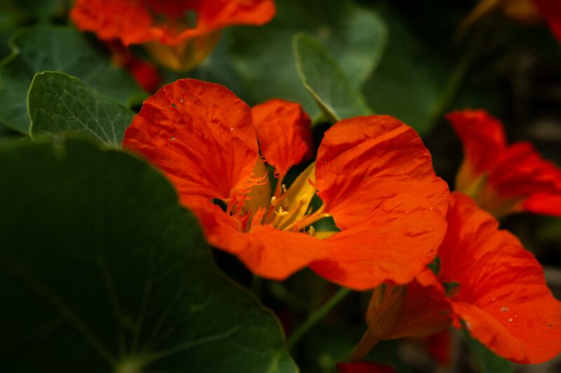 Tropaeolum majus, a kerti sarkantyúka - fotó: Unsplash