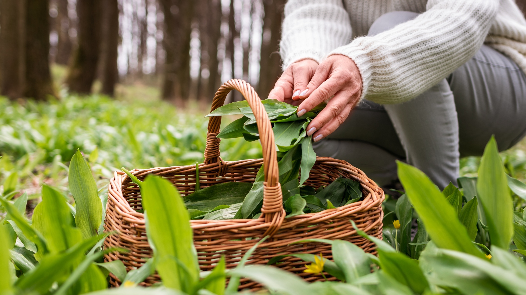 Több mint konyhai alapanyag: nem véletlenül vadásznak rá minden tavasszal