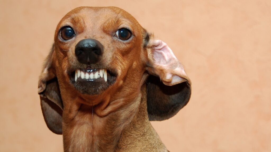 Kiket harapnak meg leggyakrabban a kutyák? A kutatók szerint ezeket az embereket