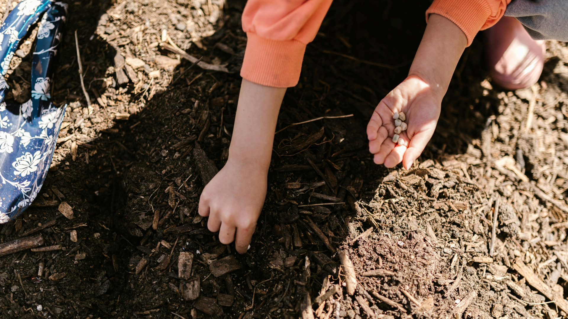 Meddig állnak el a vetőmagok? Praktikus útmutató kertészeknek