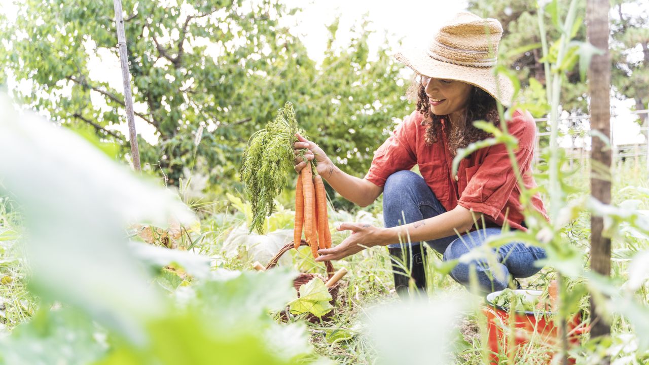 Nő a kertben sárgarépával