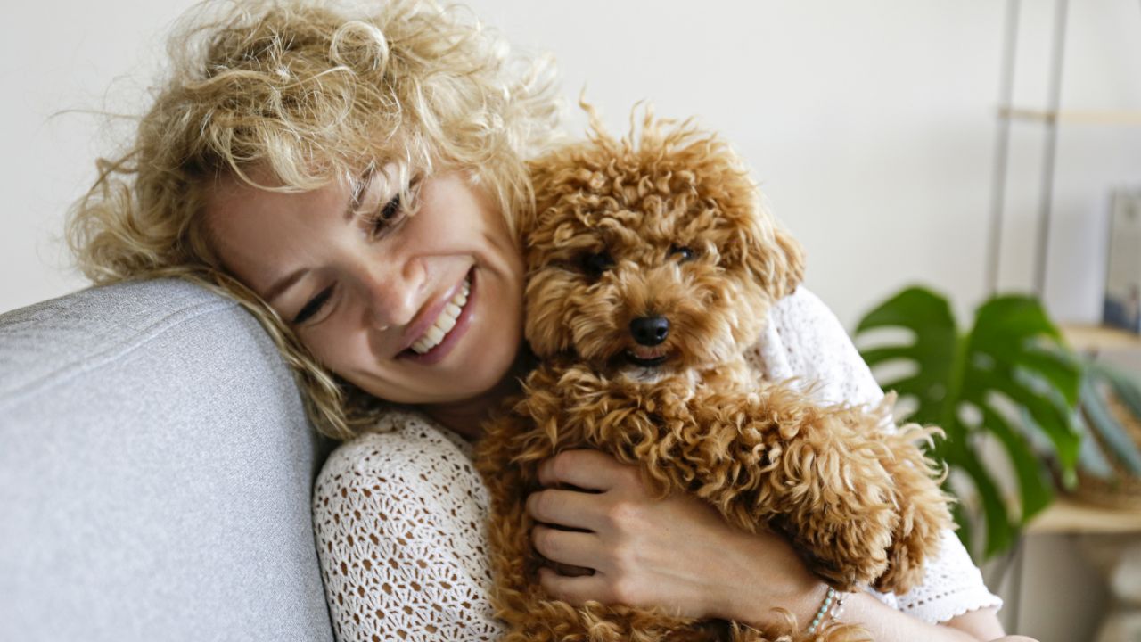 Lakásban tartott kutya? – Ezek a fajták érzik ott magukat igazán jól