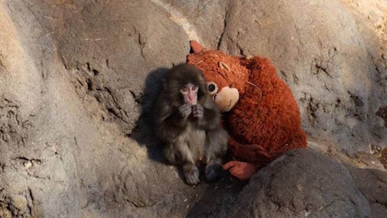 Egy bántalmazott bébimajom miatt lőtt ki az IKEA forgalma