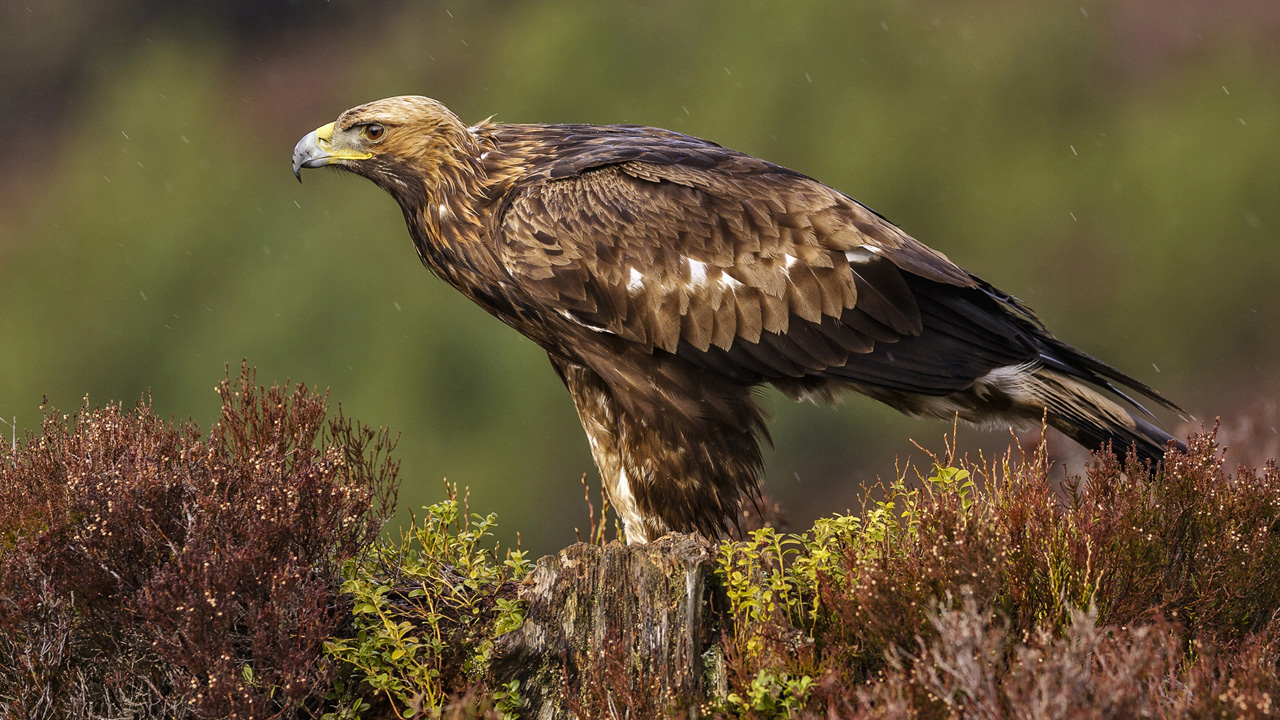 rétisas - fotó: Getty images