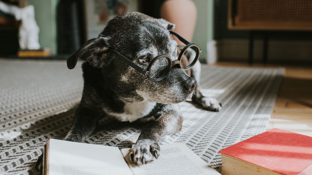 Mikor számít idősnek a kutya? Jelek, amelyeket nem szabad figyelmen kívül hagyni