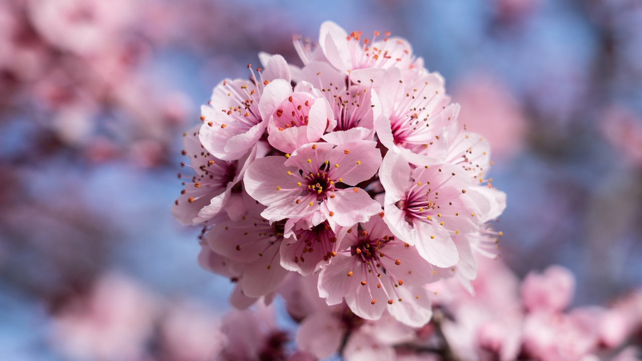 tavaszi virágzó fa