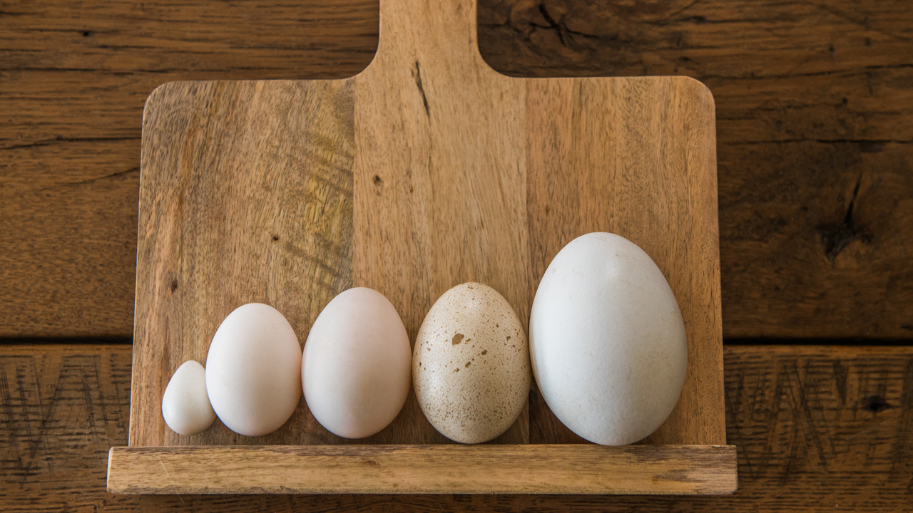 tojás - fotó: Getty Images