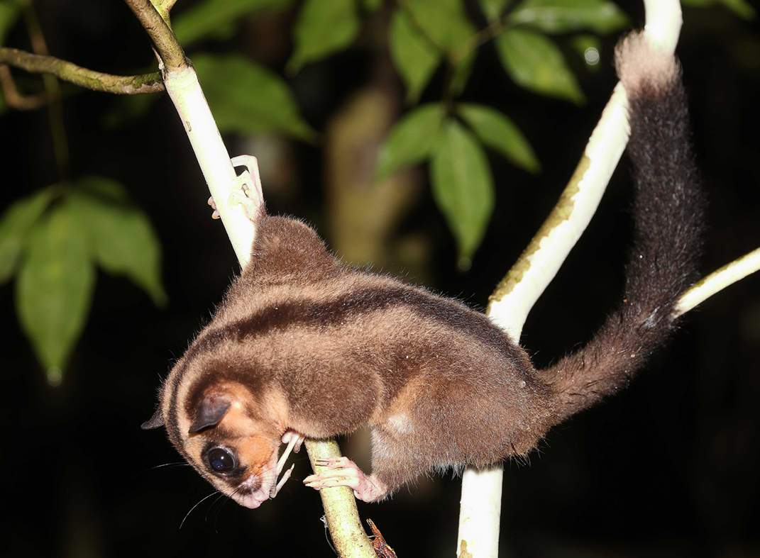 6000 éve kihaltnak hitt állatról derült most ki: még mindig él