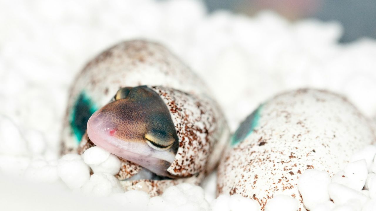 tojásból kikel, fotó: Unsplash