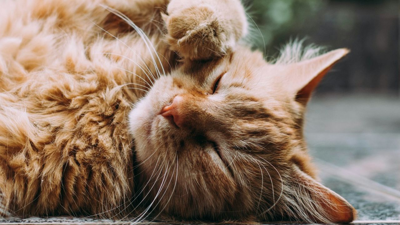 cica otthon pihen, fotó: Unsplash