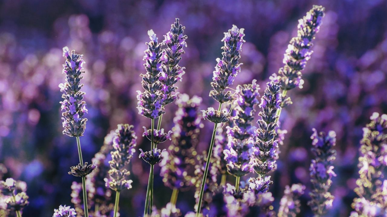 levendula metszése, fotó: Unsplash