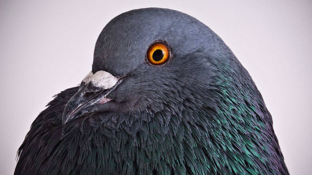 galamb közelről, fotó: Getty Images