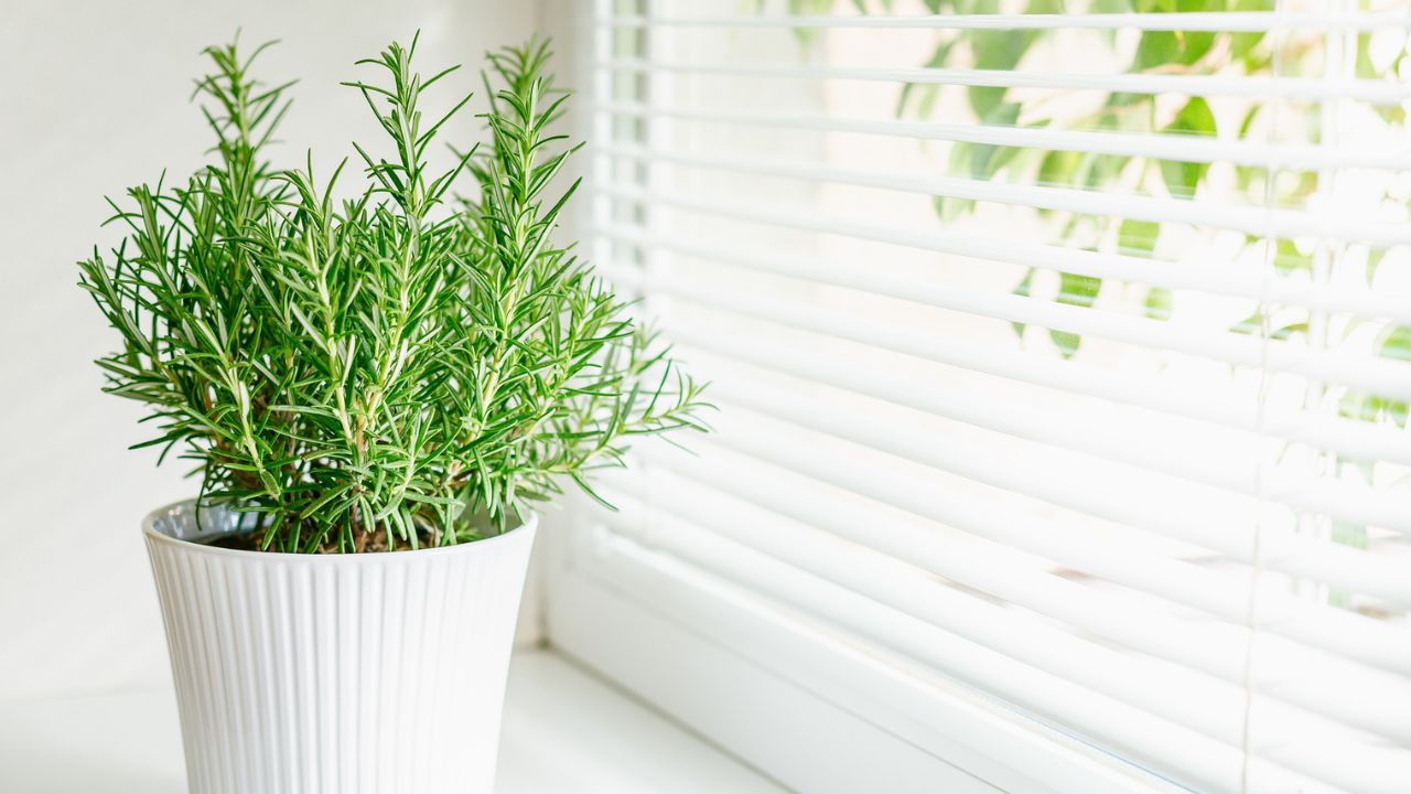 rozmaring az ablakban, fotó: Getty Images