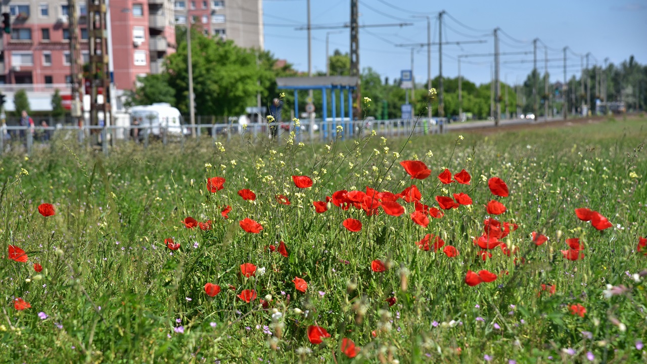 Már egy margitszigetnyi méhlegelő segíti Budapestet a klímaváltozás elleni harcban