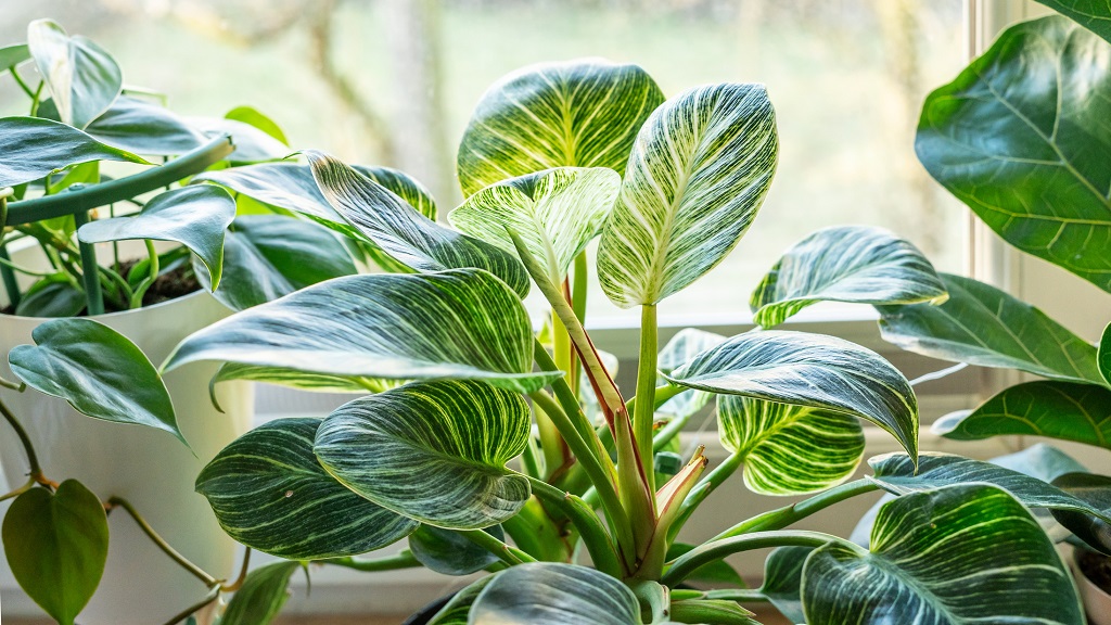 Filodendron