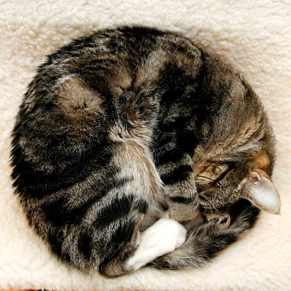 Macska összegömbölyödve