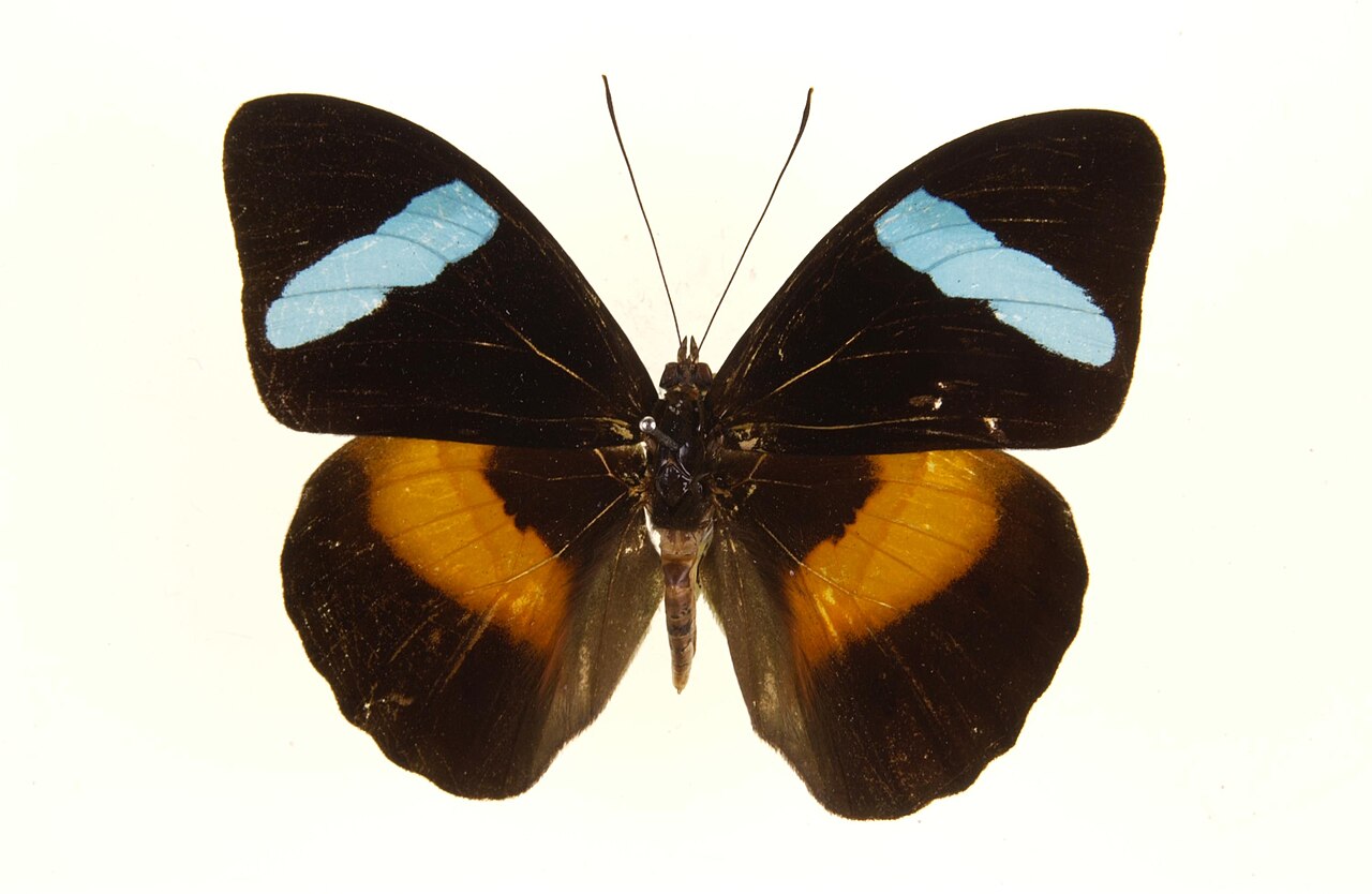 Pillangó
