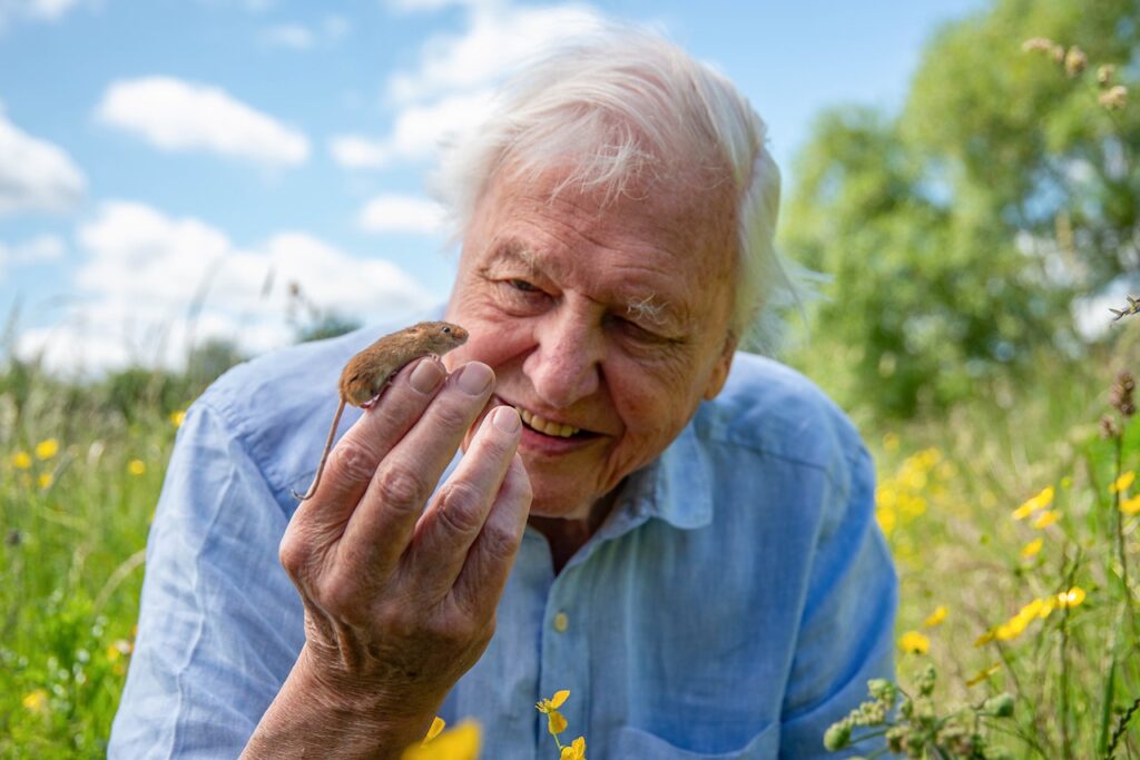 Attenborough kisegérrel