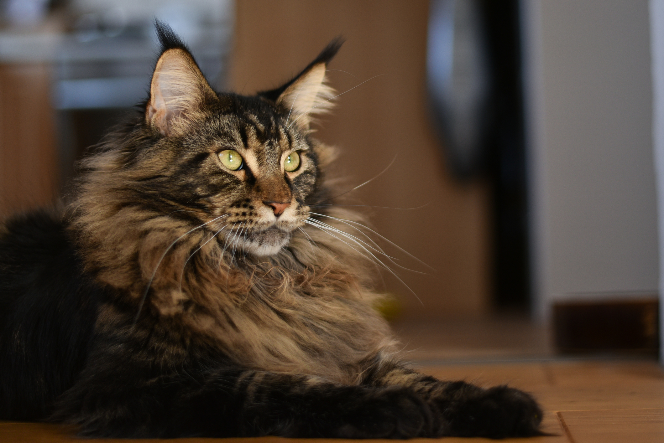 Maine Coon