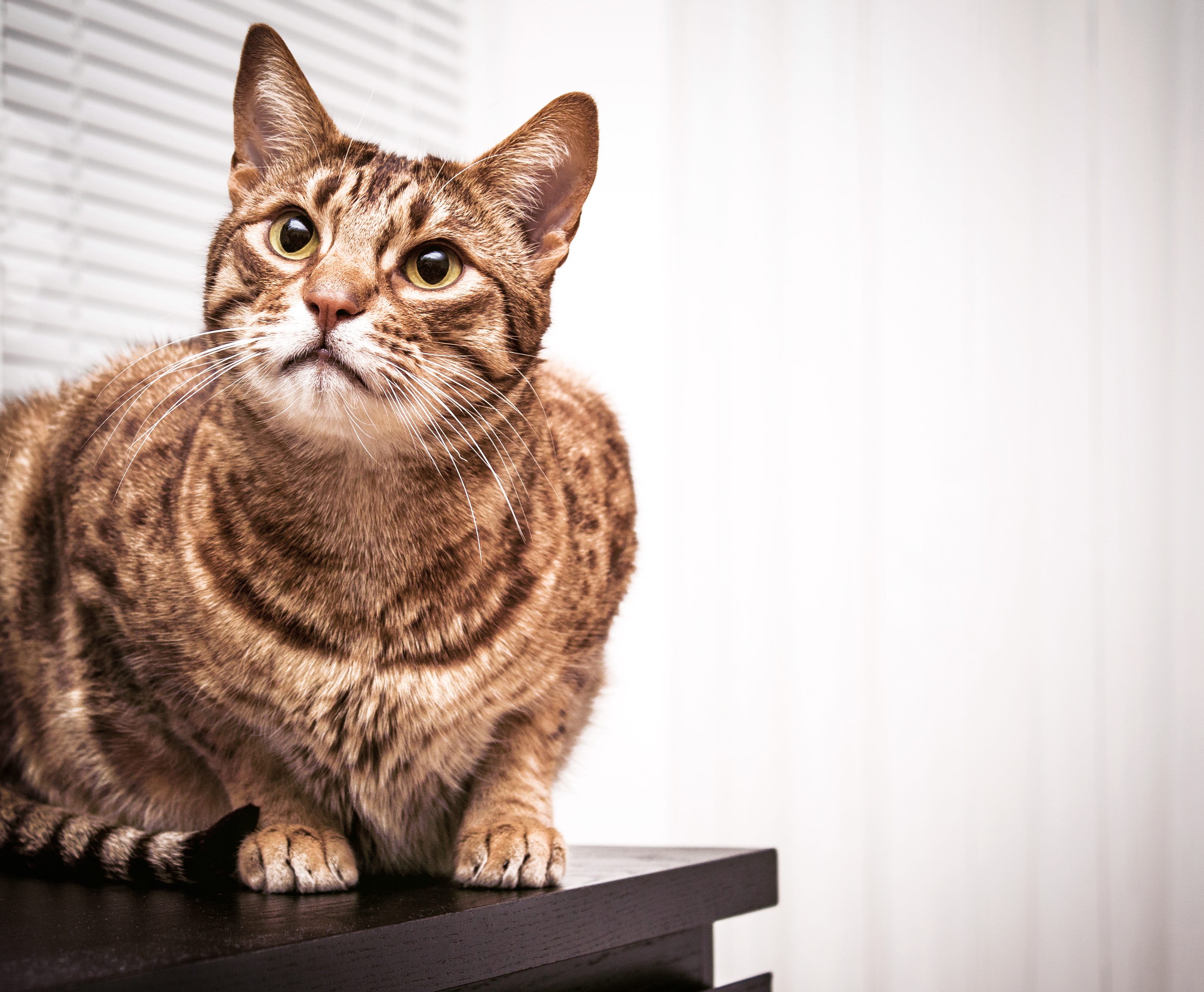 Ocicat