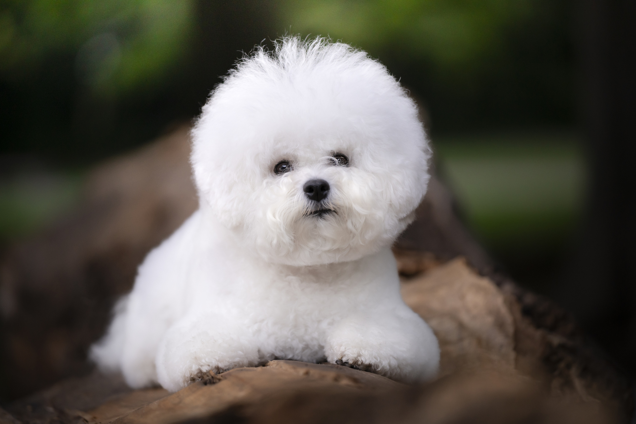 Bichon frisé