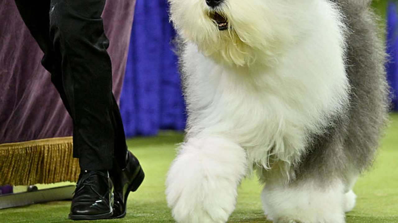 bobtail