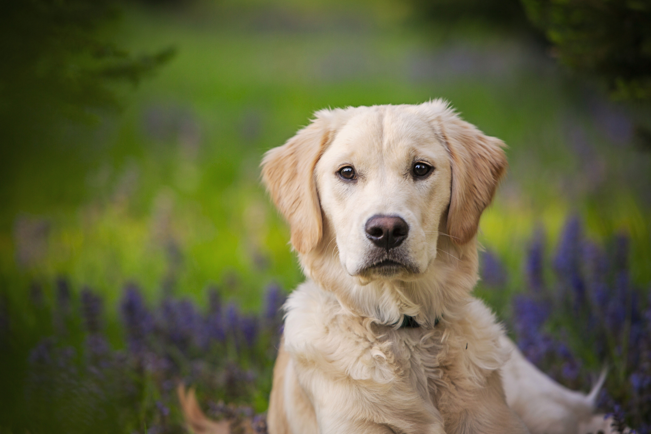 Golden retriever